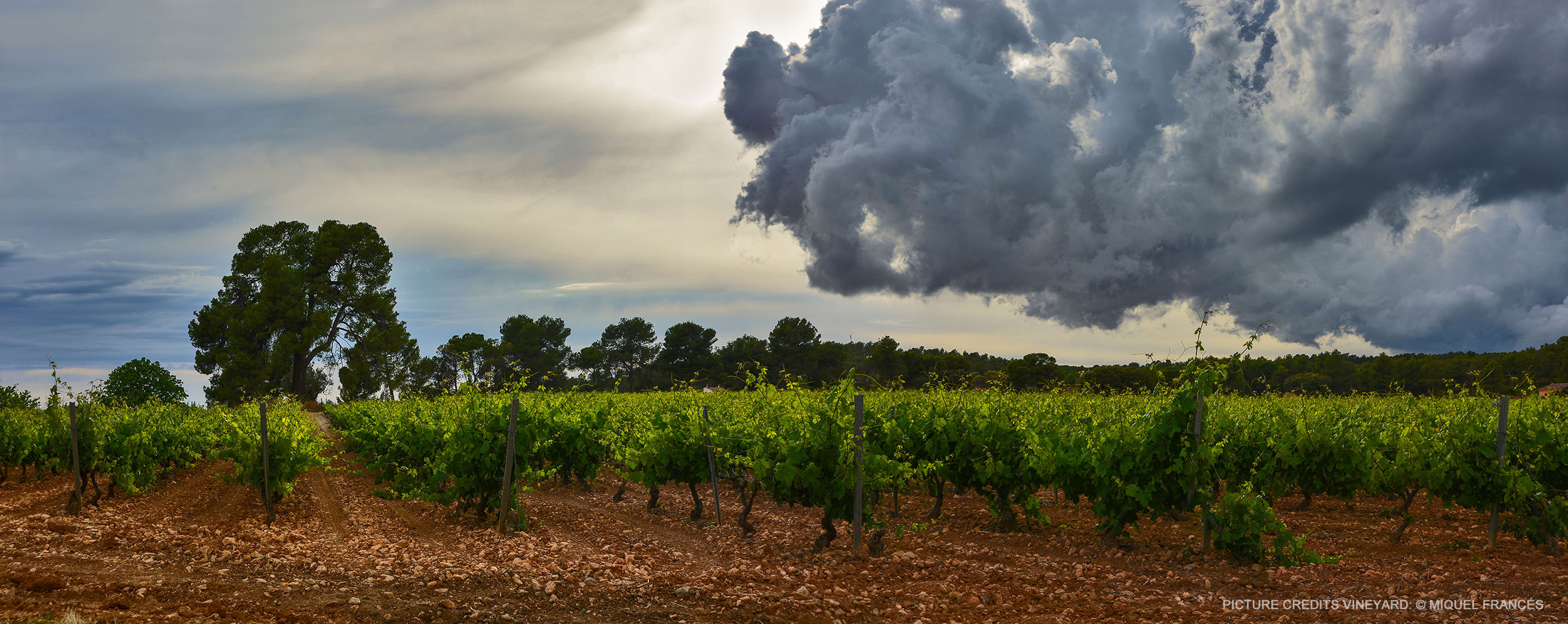 Wine field